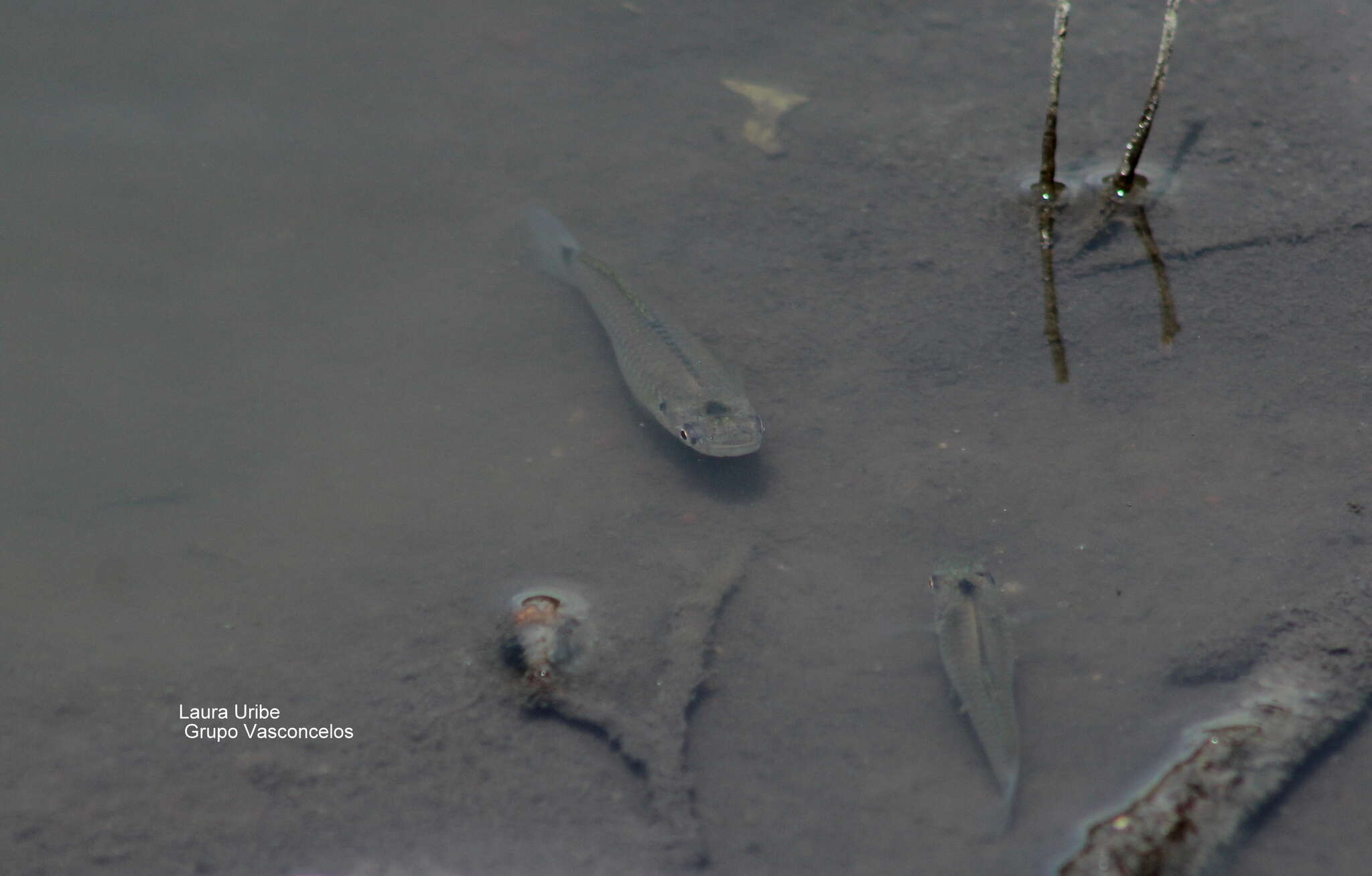 Image of Barred killifish