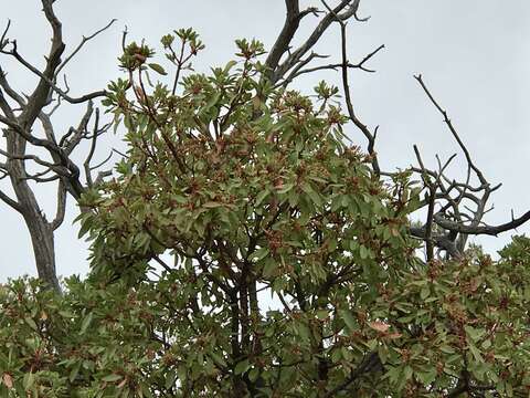 Image of Arizona madrone