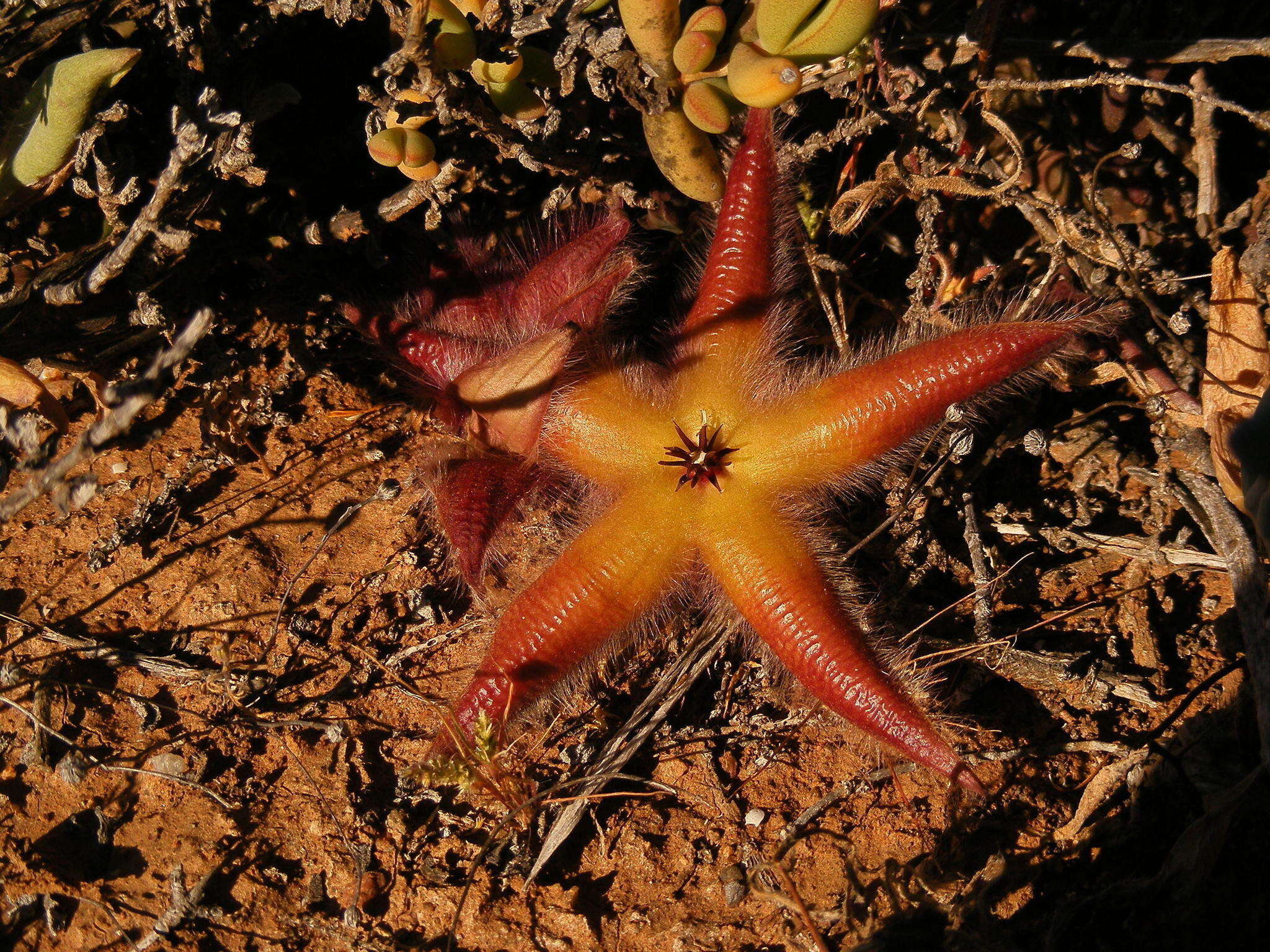 Image of Ceropegia pulvinata var. gariepensis (Pillans) Bruyns