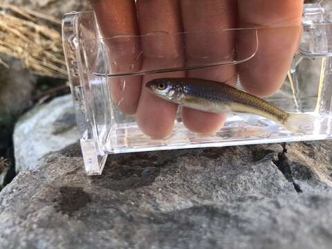 Image of Bigmouth Shiner