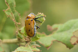 Image of <i>Tituboea biguttata</i>