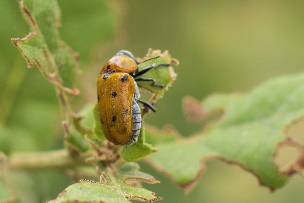 Image of <i>Tituboea biguttata</i>