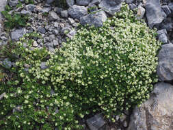 Plancia ëd Galium megalospermum All.