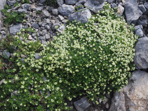 Plancia ëd Galium megalospermum All.