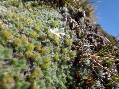 Imagem de Myosotis pulvinaris Hook. fil.