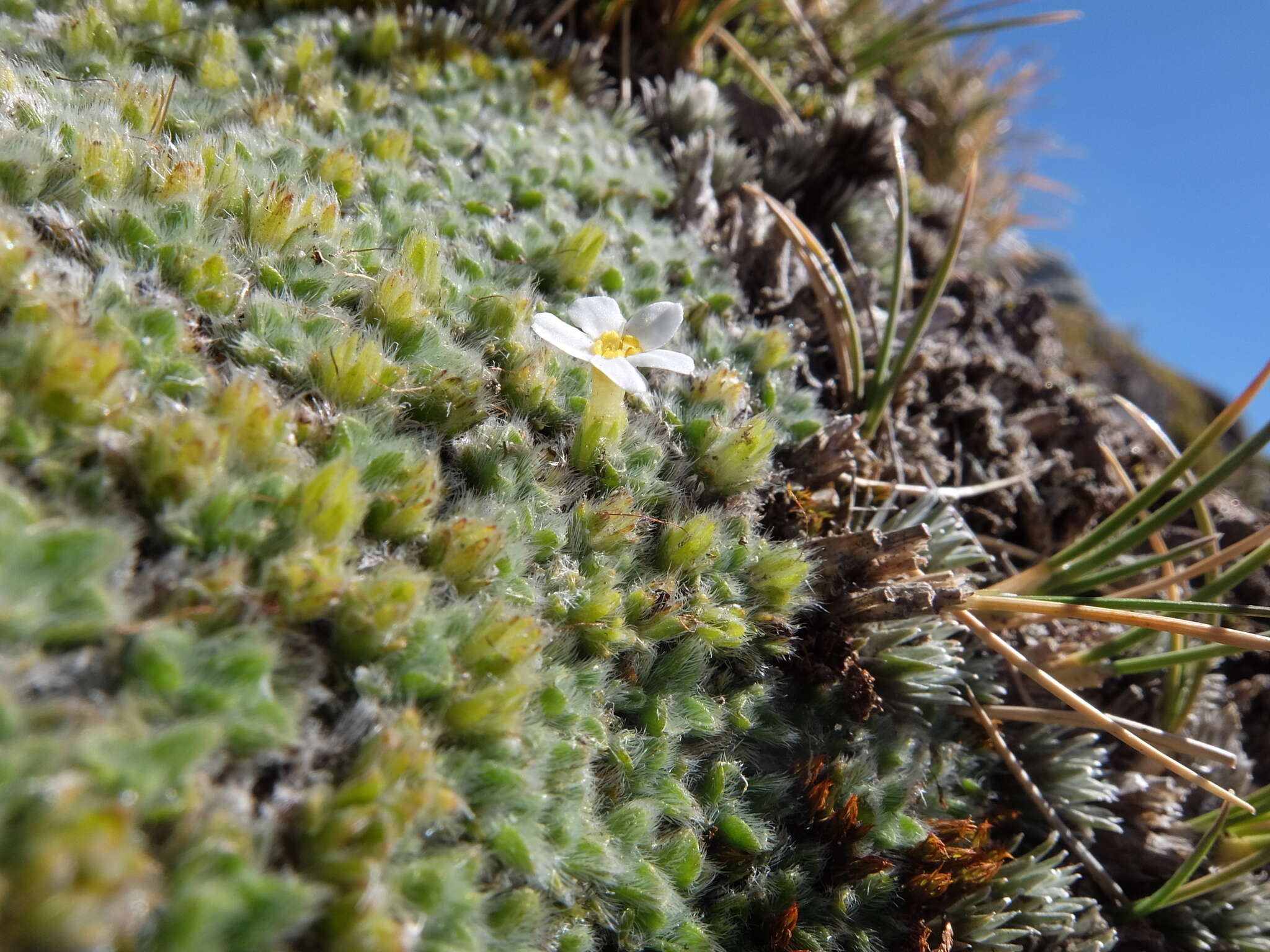 Image of Myosotis pulvinaris Hook. fil.