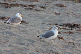 Larus californicus Lawrence 1854 resmi