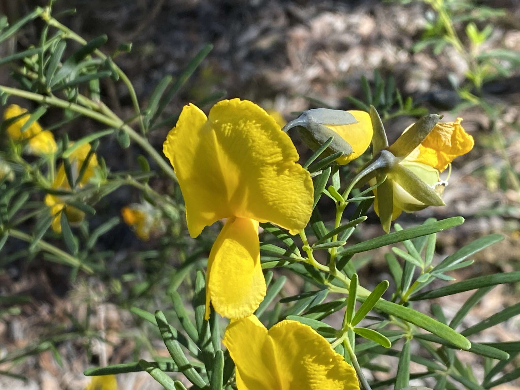 Plancia ëd Gompholobium latifolium Sm.