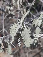 Imagem de Buddleja glomerata H. Wendl.