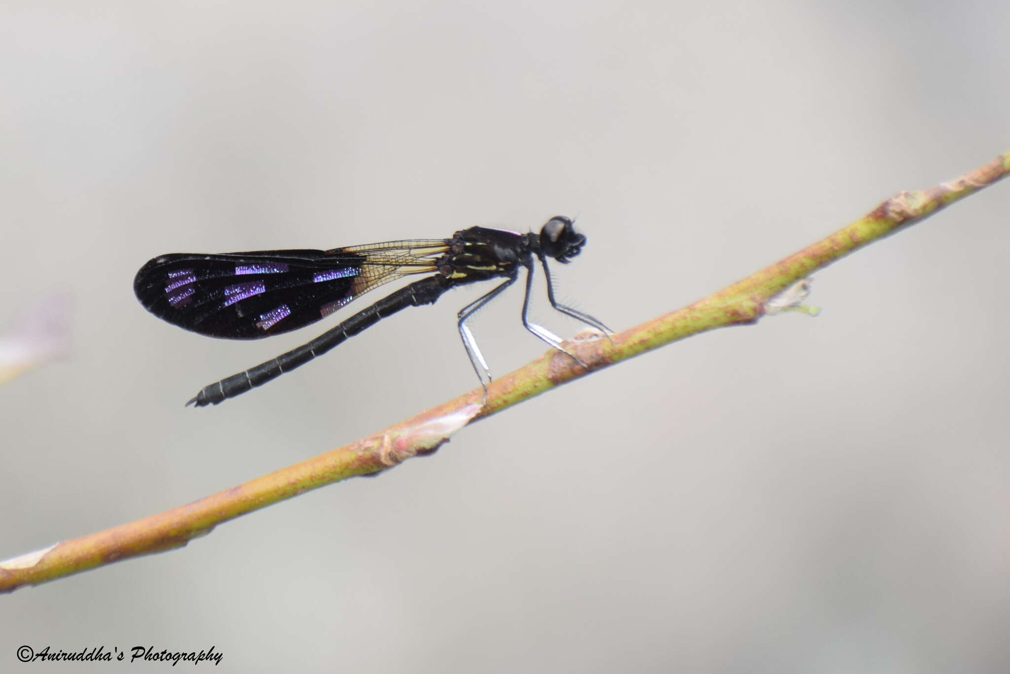 Image of Aristocypha quadrimaculata (Selys 1853)