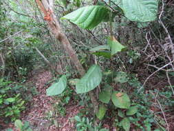 Coccoloba mollis Casar. resmi