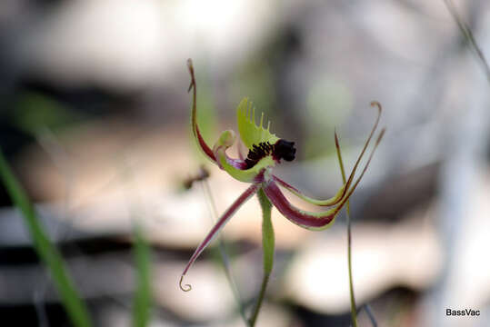 Image de Caladenia attingens Hopper & A. P. Br.