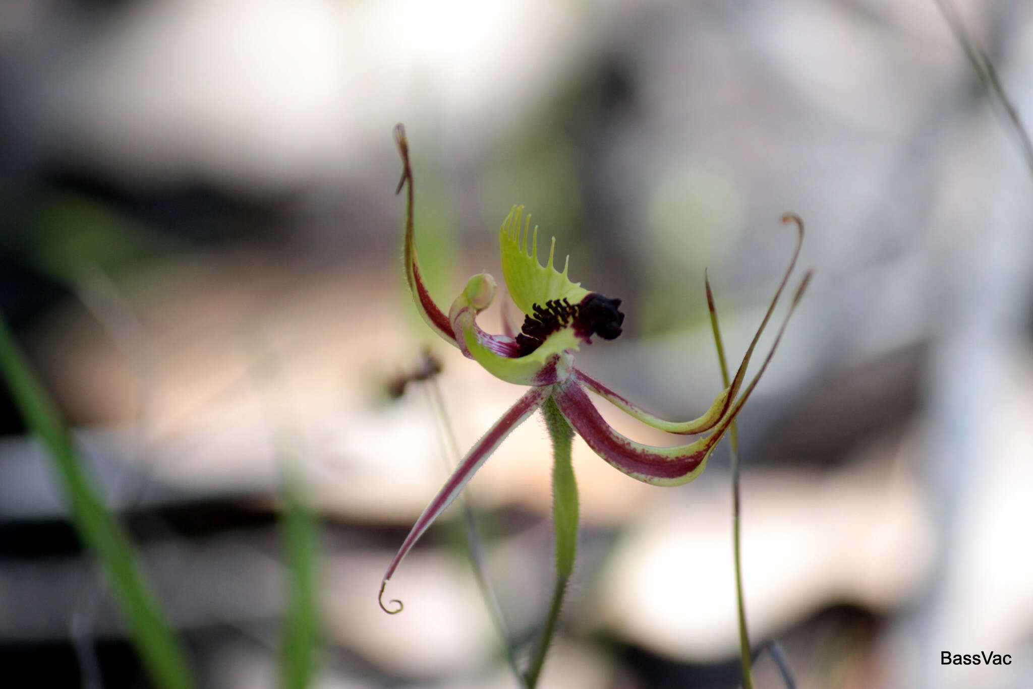 Caladenia attingens Hopper & A. P. Br. resmi