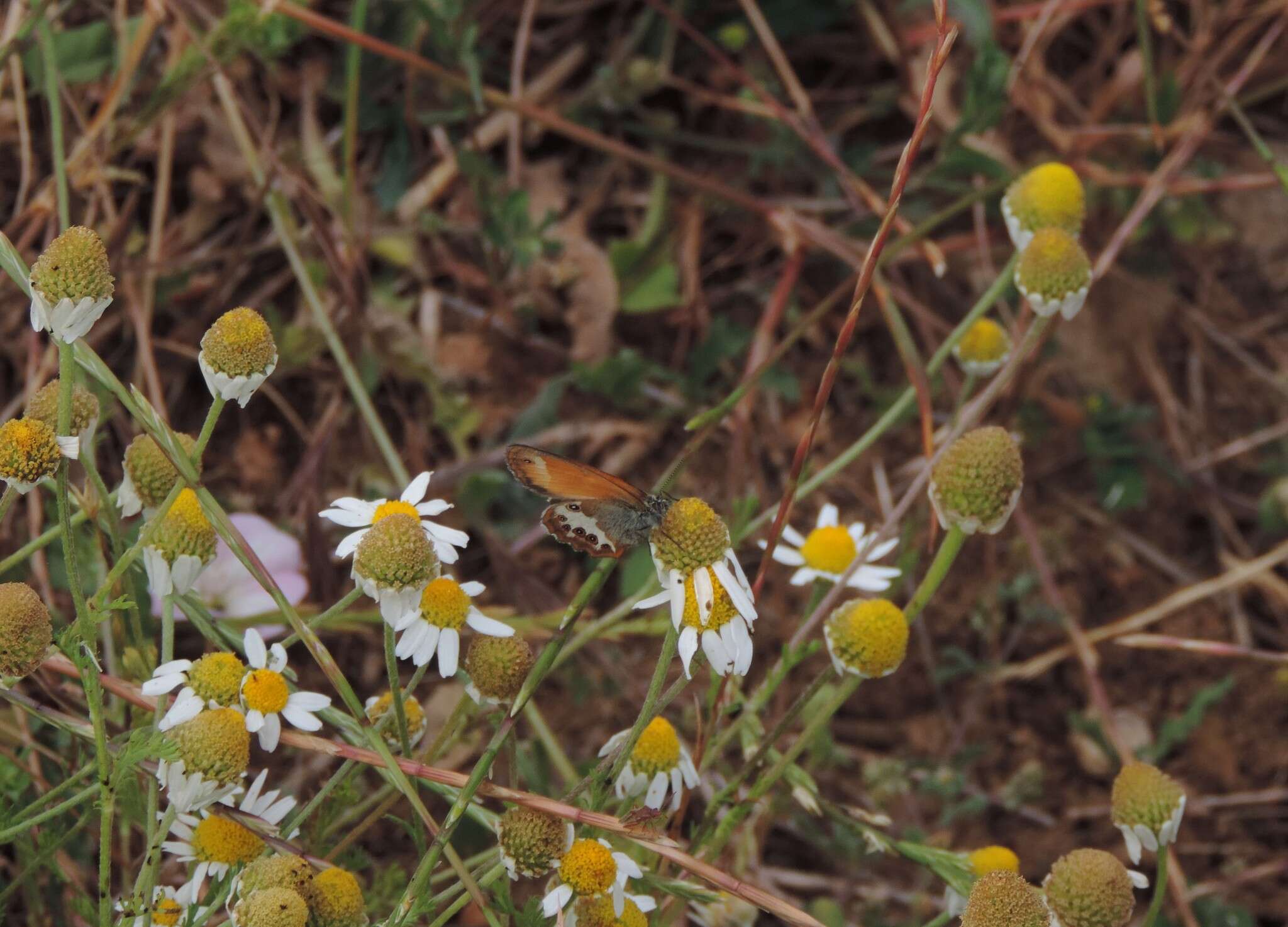 Anthemis arvensis subsp. incrassata (Loisel.) Nym. resmi