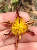 Image of San Luis mariposa lily