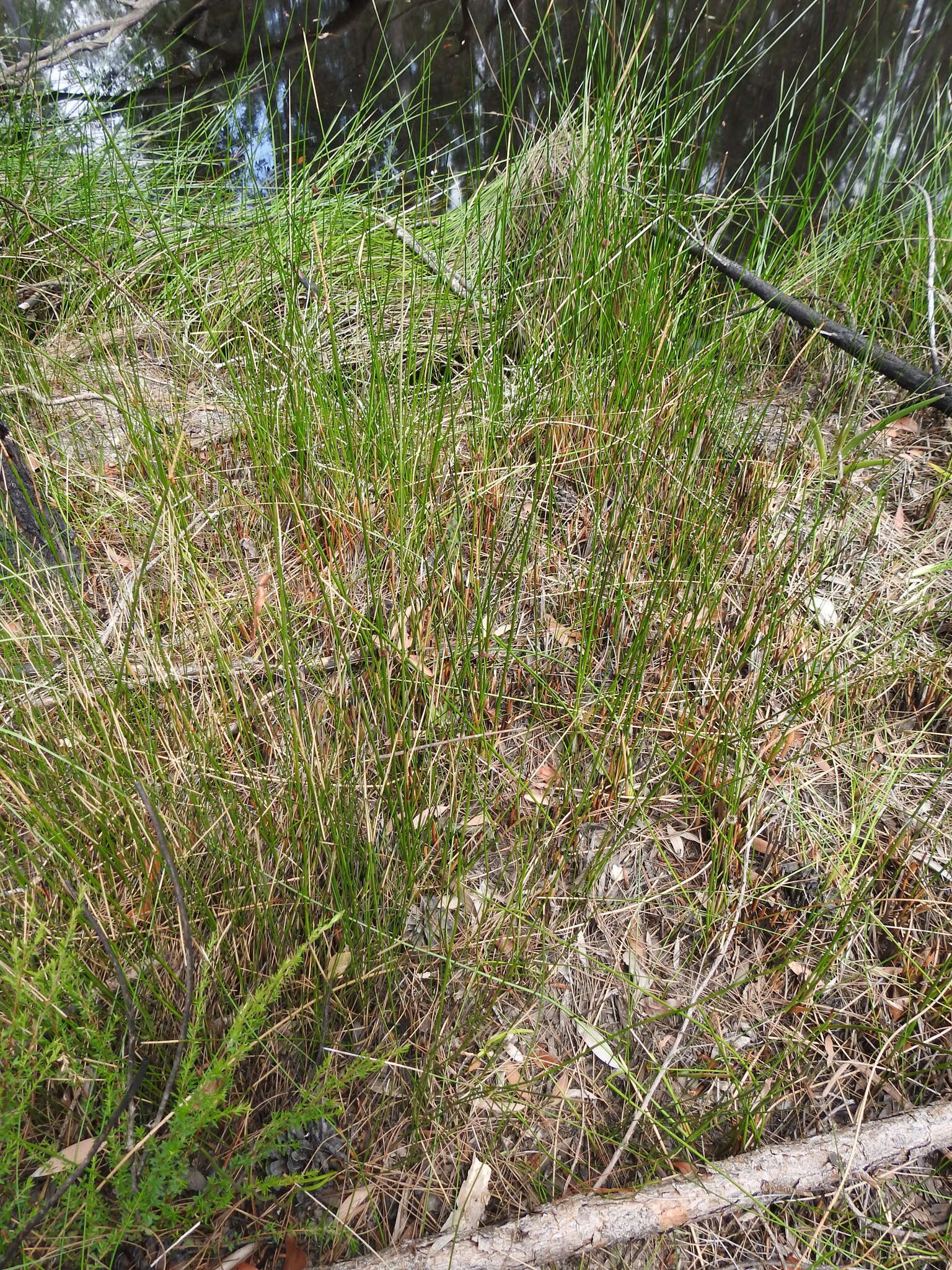 Image of Chorizandra sphaerocephala R. Br.