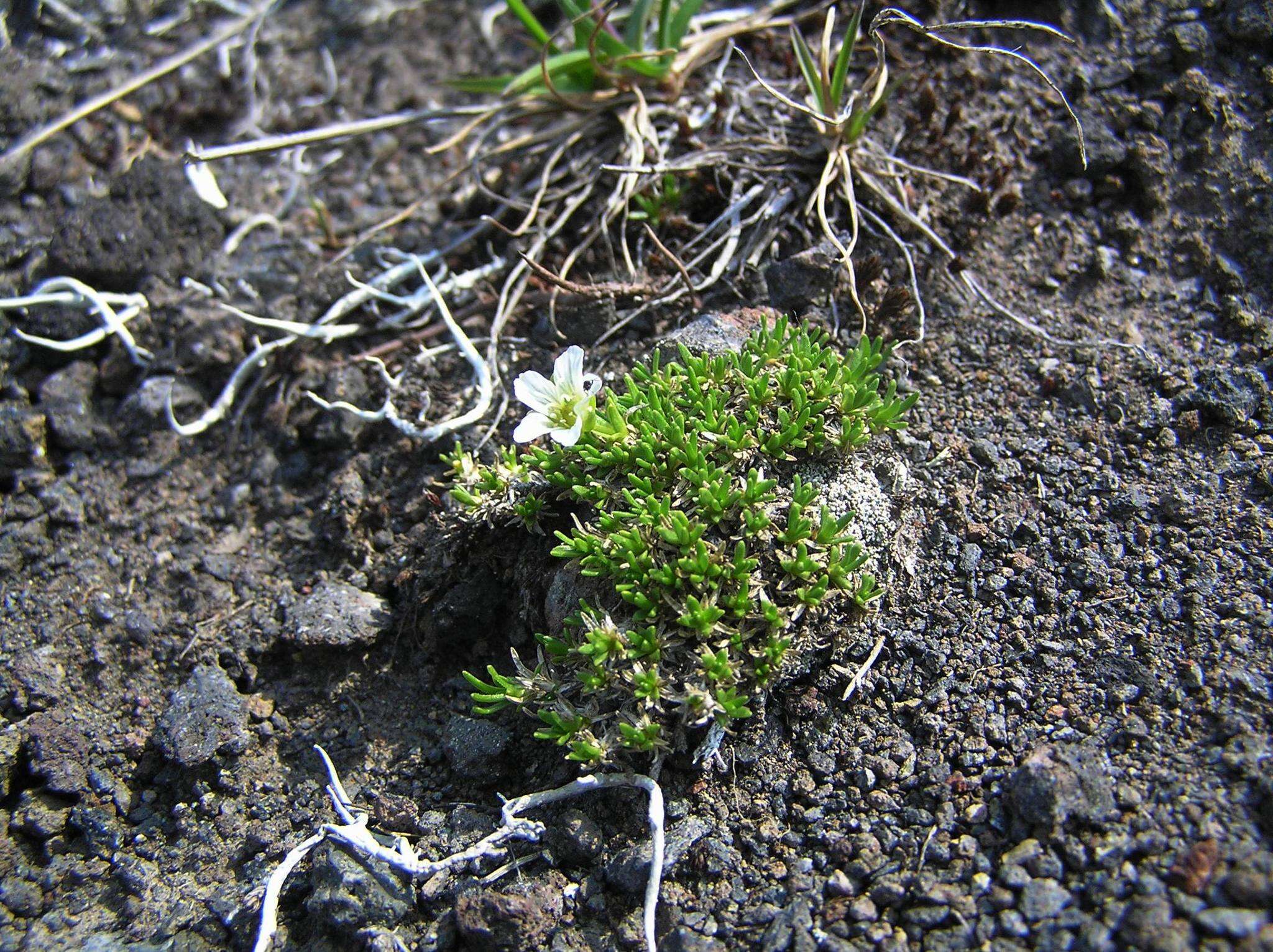 Слика од Cherleria arctica (Steven ex Ser.) A. J. Moore & Dillenb.