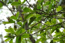 Image of Hamelia calycosa Donn. Sm.