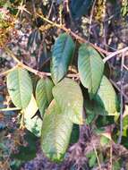 Image of Hirtella glandulosa Spreng.