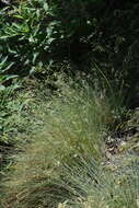 Image of Festuca alpestris Roem. & Schult.