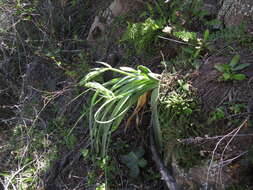 Image of Albuca deaconii van Jaarsv.