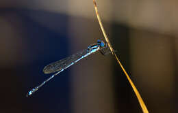 Image of Blue Damselfly