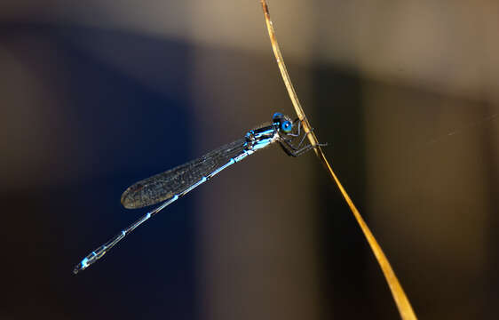 Sivun Austrolestes colensonis (White ex White & Gardiner Butler 1846) kuva