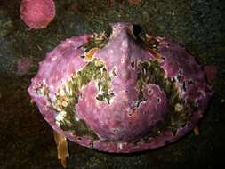 Image of turtle crab