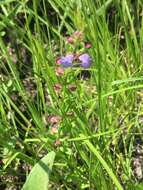 Scutellaria parvula Michx. resmi