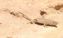 Image of Mount Sinai Lizard