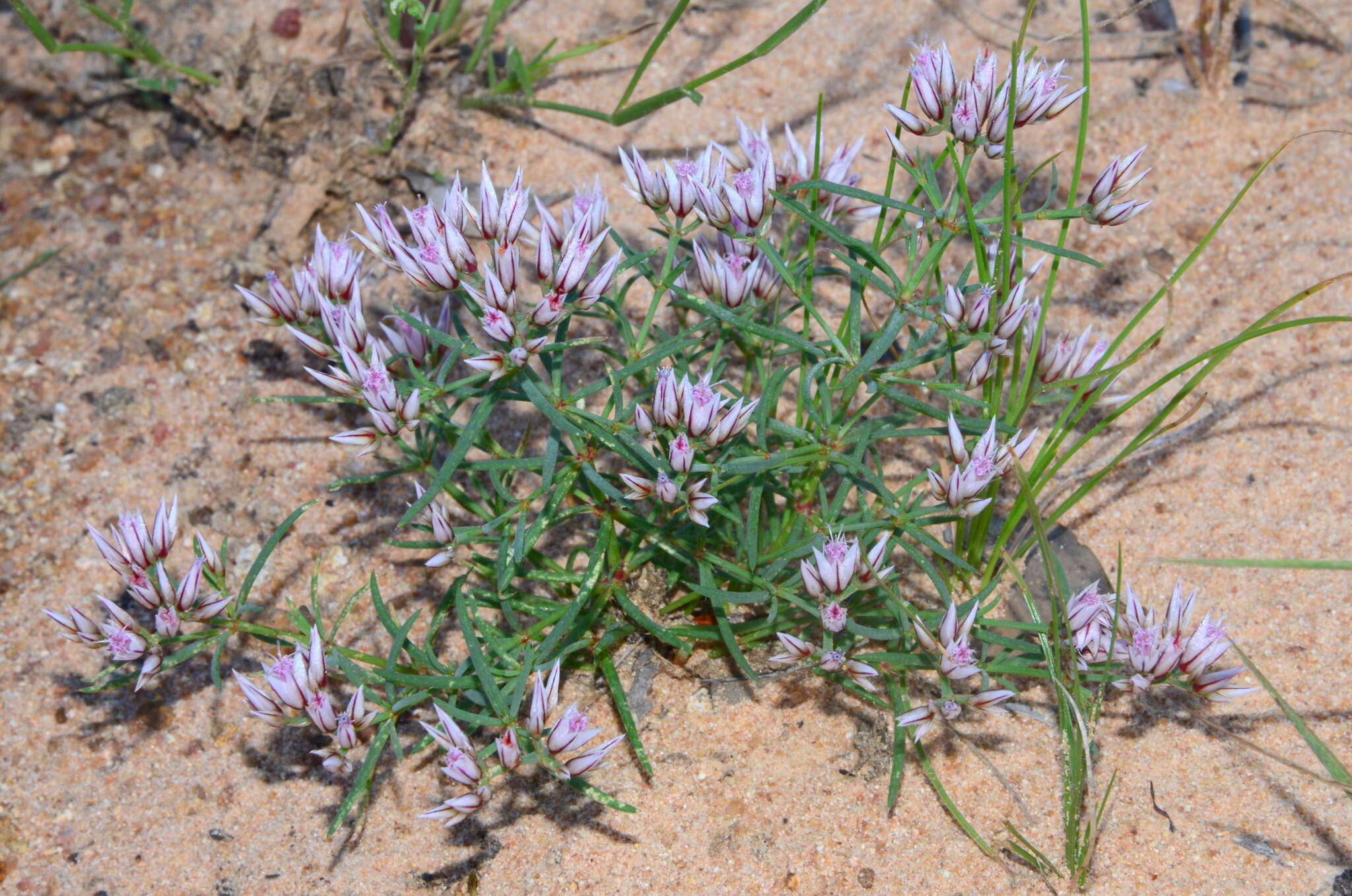 صورة Polycarpaea spirostylis F. Müll.