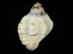 Sivun Pascula ochrostoma (Blainville 1832) kuva