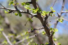 Image of Colubrina viridis (M. E. Jones) M. C. Johnst.