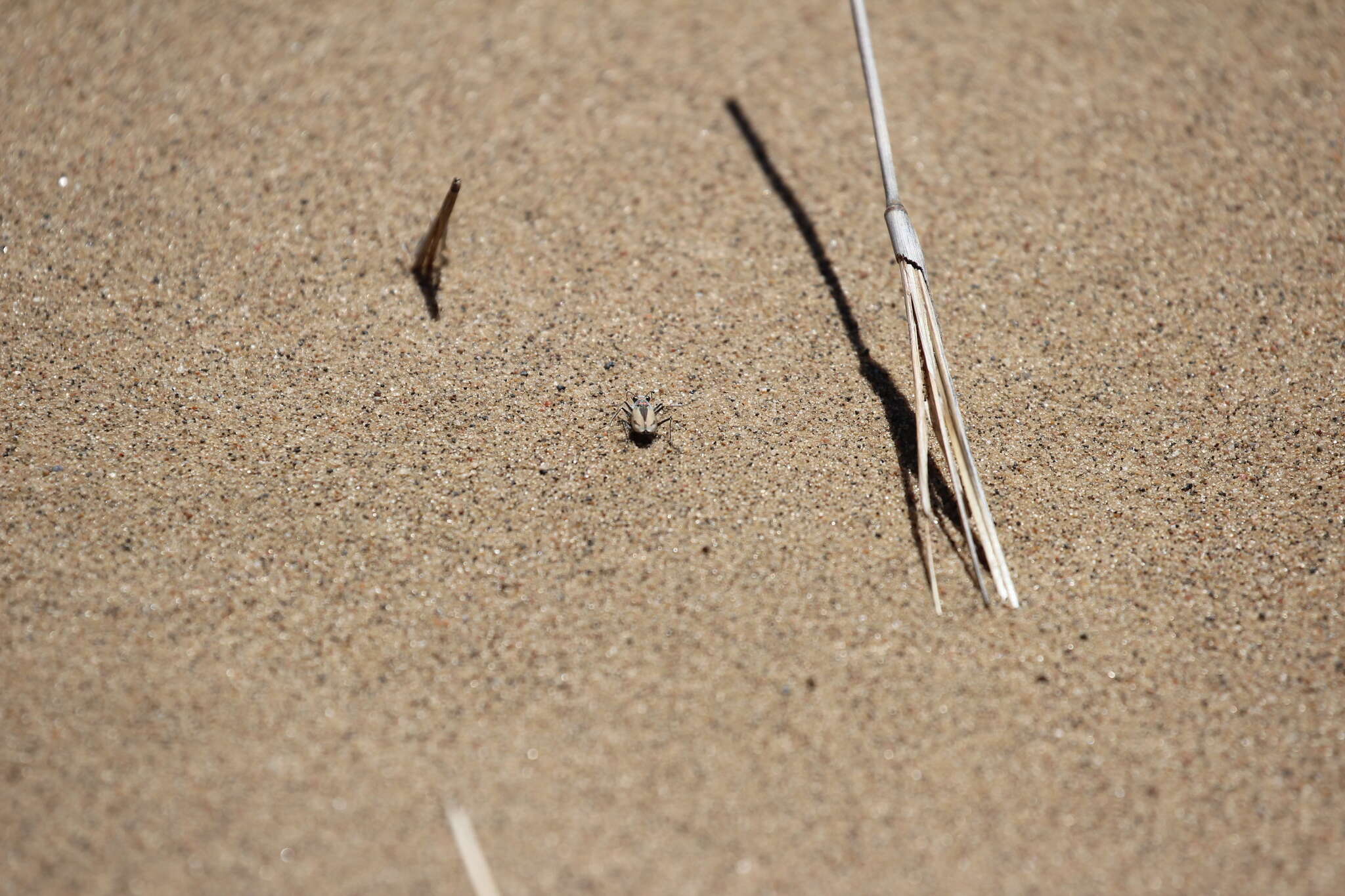 Image de Cicindela (Cicindela) limbata Say 1823