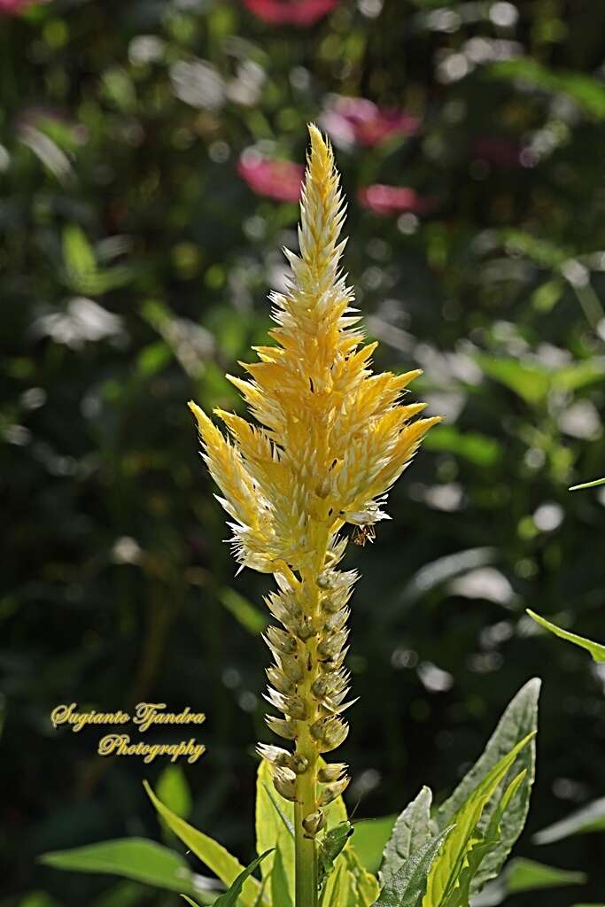 Imagem de <i>Celosia argentea</i> var. <i>plumosa</i>