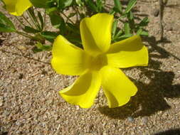 Image of Oxalis namaquana Sond.