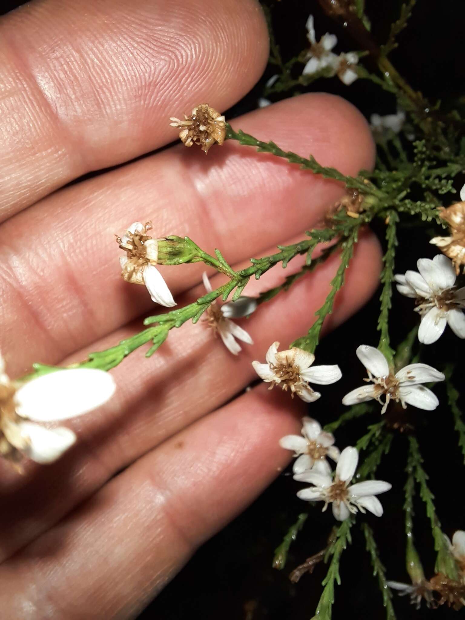 Image de Olearia teretifolia (Sond.) F. Müll.