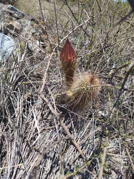 Echinopsis strigosa (Salm-Dyck) H. Friedrich & G. D. Rowley resmi