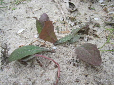 Image of Aetheorhiza bulbosa subsp. bulbosa