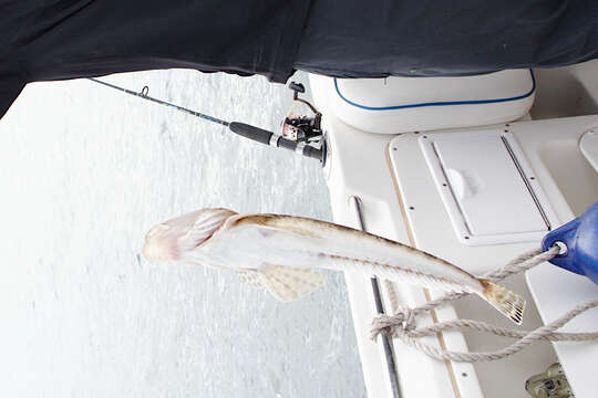 Image of Bluespot flathead