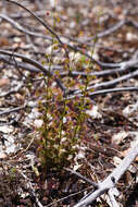 Image de Drosera stolonifera subsp. porrecta (Lehm.) N. Marchant & Lowrie