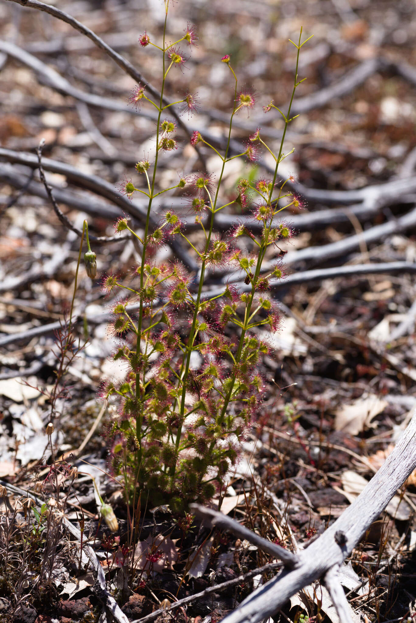 Image de Drosera stolonifera subsp. porrecta (Lehm.) N. Marchant & Lowrie