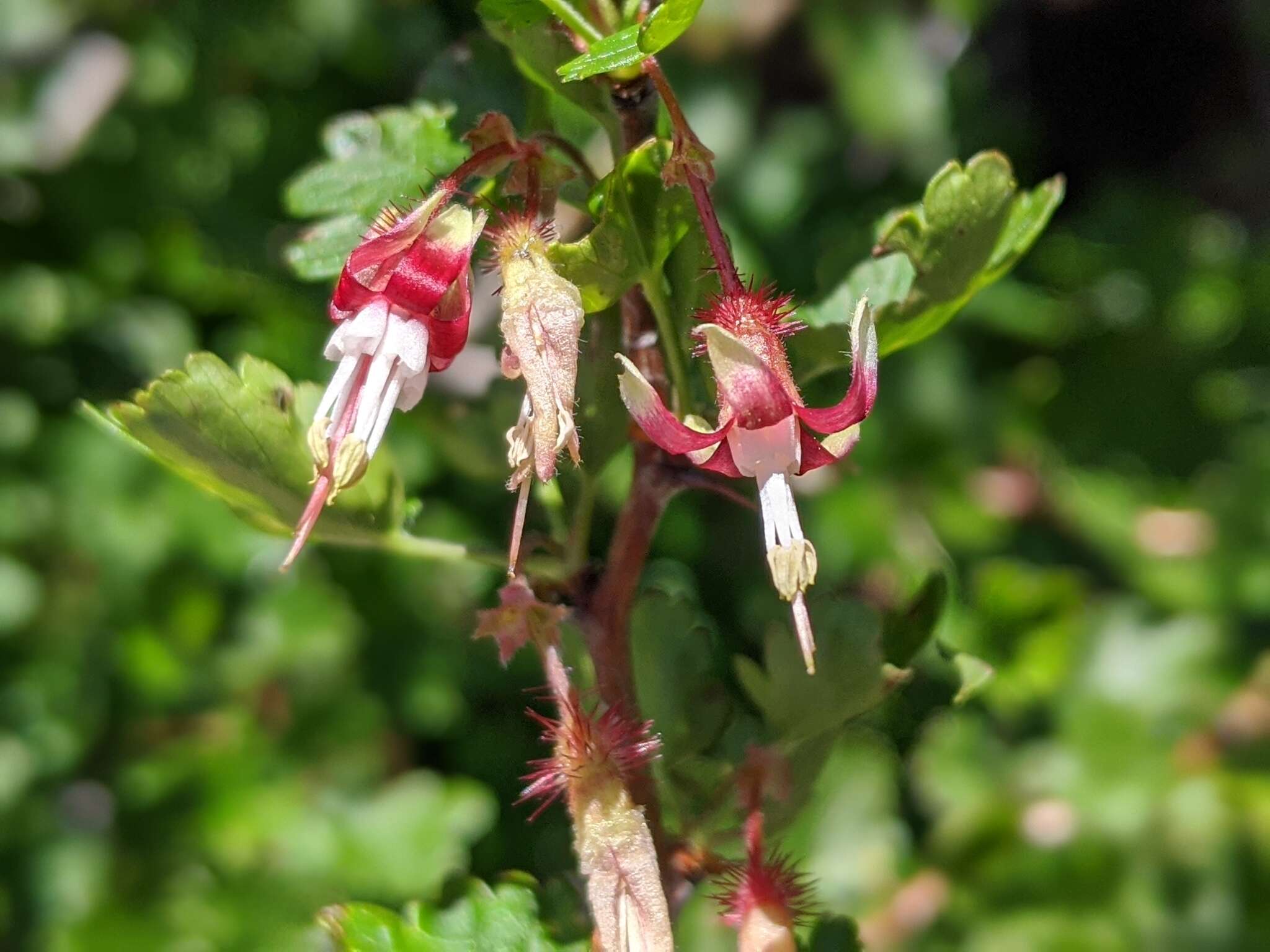 صورة Ribes californicum subsp. californicum