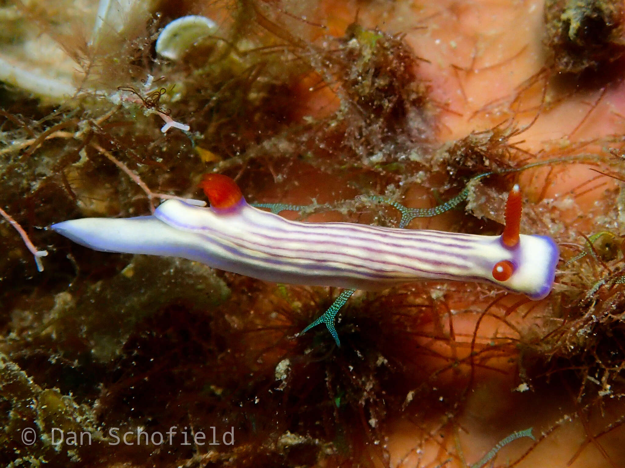 Image of Orange gilled purple lined white slug