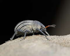 Image of Psapharus ruficornis (Blackburn 1893)