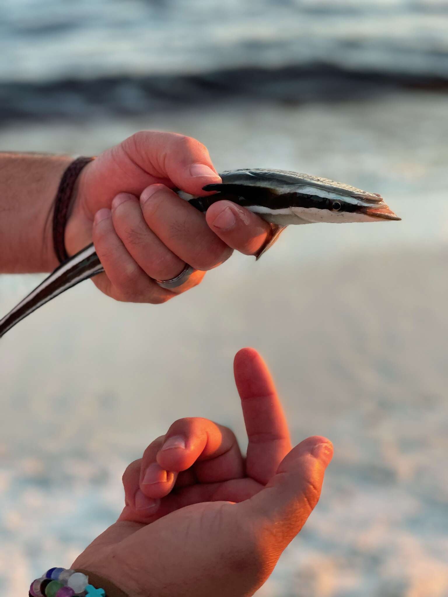 Image of Remora