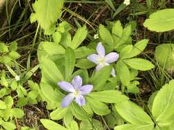 Image of Blue Windflower