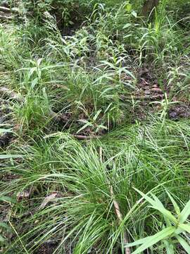 Image of Tufted Hair-grass