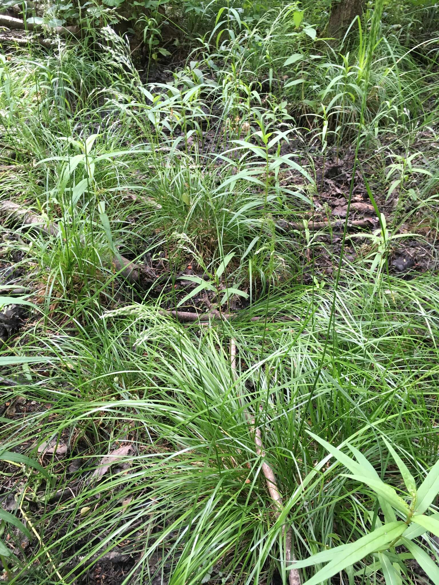 Image of Tufted Hair-grass