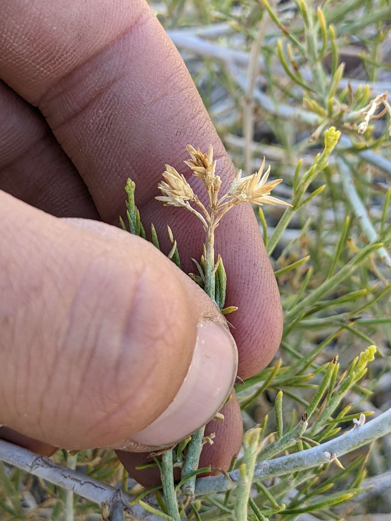 Image of Ericameria nauseosa var. leiosperma (A. Gray) G. L. Nesom & G. I. Baird